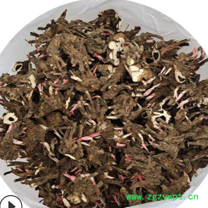 芍药花种苗批发 盆栽地栽白芍花苗 赤芍药花种苗3-5芽苞 带芽发货图3