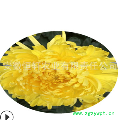 批发高产杭白菊花种苗中药材基地低价供应优质菊花苗图3