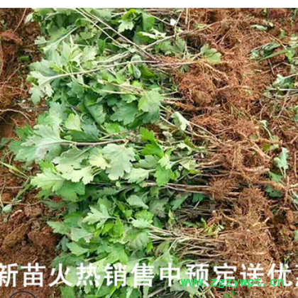 批发高产杭白菊花种苗中药材基地低价供应优质菊花苗图2