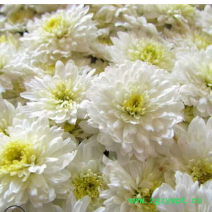 批发高产杭白菊花种苗中药材基地低价供应优质菊花苗