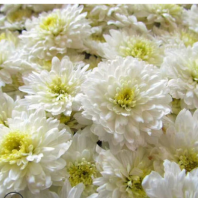 批发高产杭白菊花种苗中药材基地低价供应优质菊花苗