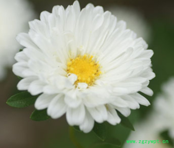 菊花市场行情分析 菊花苗收益 杭白菊花苗培育 免费技术指导