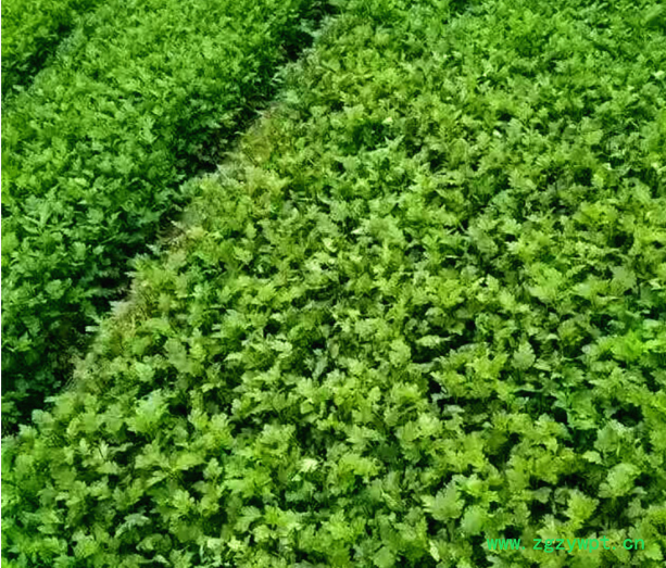 菊花市场行情分析 菊花苗收益 杭白菊花苗培育 免费技术指导图2