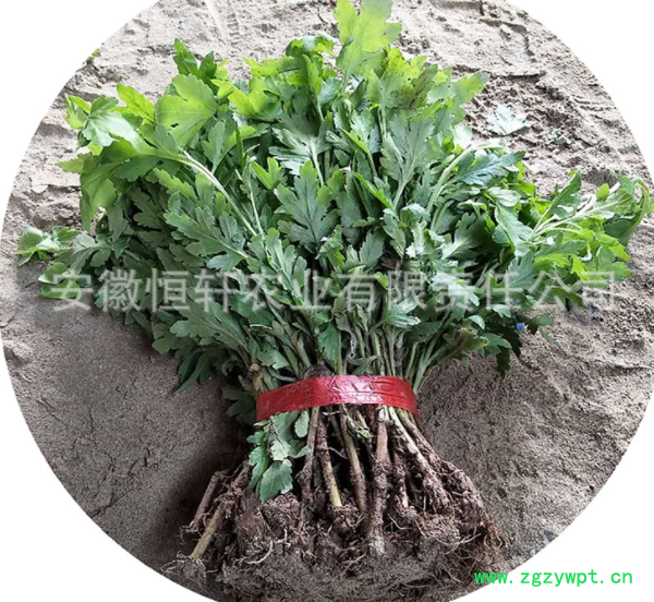 菊花市场行情分析 菊花苗收益 杭白菊花苗培育 免费技术指导图3