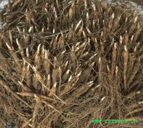 批发 芍药花苗1年生 观赏药用白芍药种苗 白芍芽赤芍芽 油用牡丹