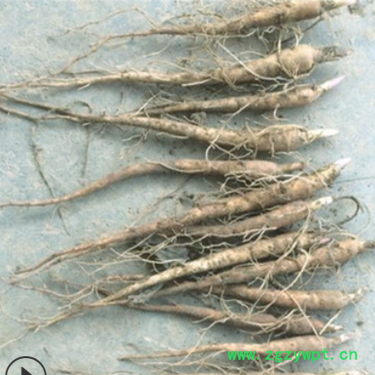 批发 芍药花苗1年生 观赏药用白芍药种苗 白芍芽赤芍芽 油用牡丹图3