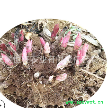 批发 芍药花苗1年生 观赏药用白芍药种苗 白芍芽赤芍芽 油用牡丹图2