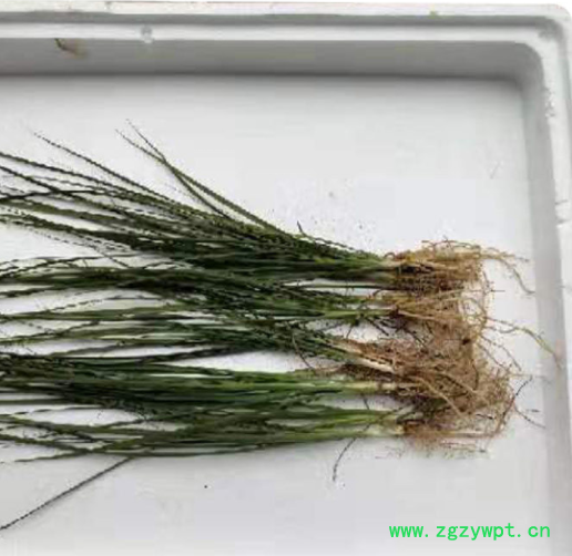 知母种苗 产地货源 批发药材种苗 知母种子 知母苗 改良知母苗图3