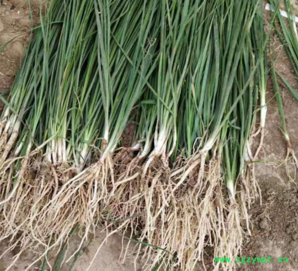 知母种苗 产地货源 批发药材种苗 知母种子 知母苗 改良知母苗图2