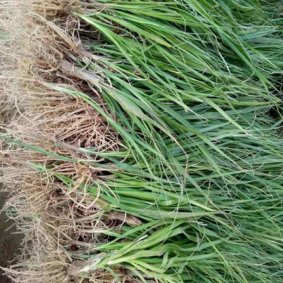 知母种苗 产地货源 批发药材种苗 知母种子 知母苗 改良知母苗