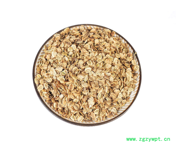 白芷种子 供应新采药材白芷种子 中药材种子 包回收免费技术指导图3