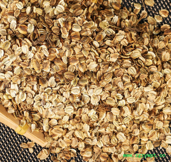 白芷种子 供应新采药材白芷种子 中药材种子 包回收免费技术指导图2