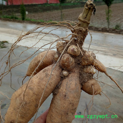 中药材种苗 批发 改良玄参种苗 玄参种芽