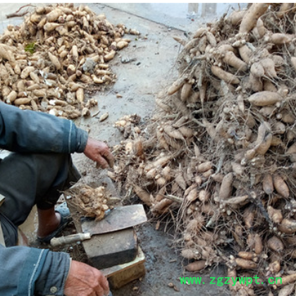 中药材种苗 批发 改良玄参种苗 玄参种芽图3