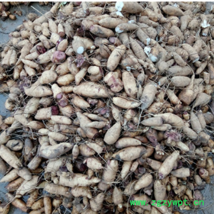 中药材种苗 批发 改良玄参种苗 玄参种芽图2