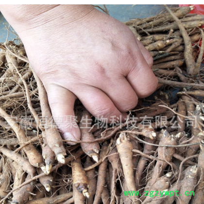 芍药种苗改良赤芍药种苗白芍花苗观赏芍药花苗药材种苗绿花苗木图2