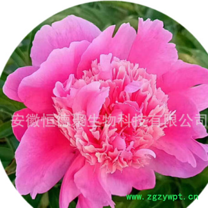 芍药种苗改良赤芍药种苗白芍花苗观赏芍药花苗药材种苗绿花苗木图3