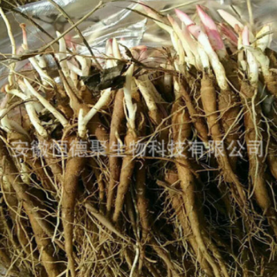 芍药种苗改良赤芍药种苗白芍花苗观赏芍药花苗药材种苗绿花苗木