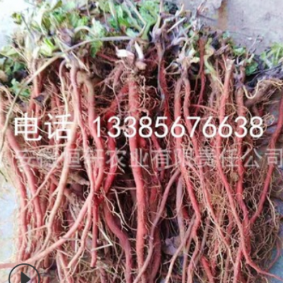批发优质改良航天丹参种苗 基地直销 量大价低 高产紫丹参种