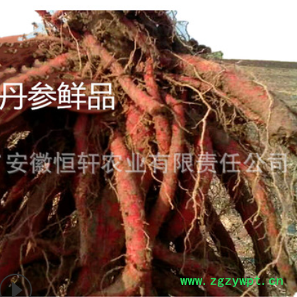 批发优质改良航天丹参种苗 基地直销 量大价低 高产紫丹参种图2