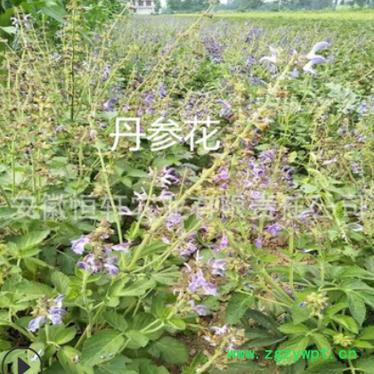 批发优质改良航天丹参种苗 基地直销 量大价低 高产紫丹参种图3