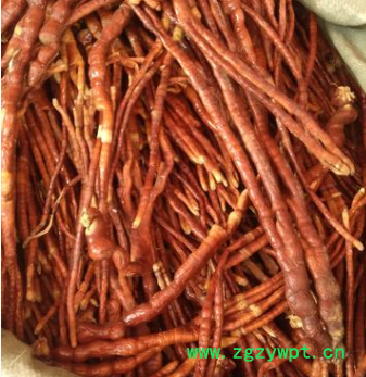 新货灵芝草 泡酒炖汤料鹿角灵芝 灵芝草量大从优 灵芝草图2