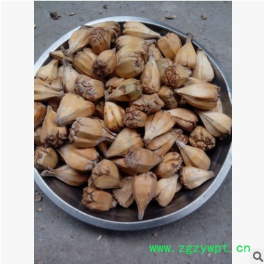 大个的 滴血莲花原籽 山菠萝 野菠萝图3