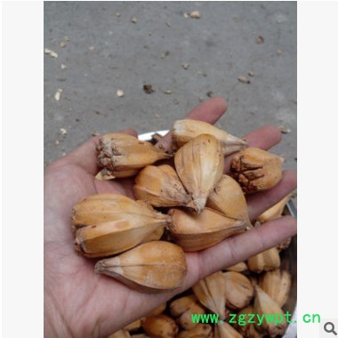 大个的 滴血莲花原籽 山菠萝 野菠萝图2