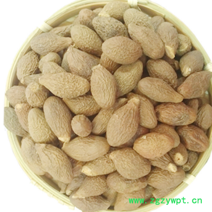 批发新货胖大海花果茶胖大海茶手选货胖大海散装颗粒饱满大货批发图3