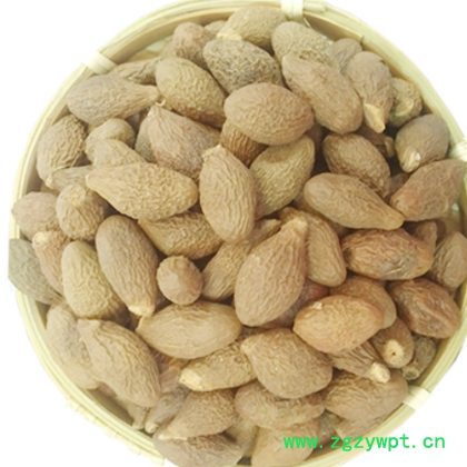 批发新货手选胖大海 圆果青果 花茶胖大海茶 新货大海 胖大海散装图3