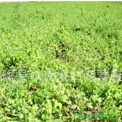 岷县黄芪棒直径0·8-1cm 黄芪条批发原产地供应新鲜黄芪条黄芪茶图2