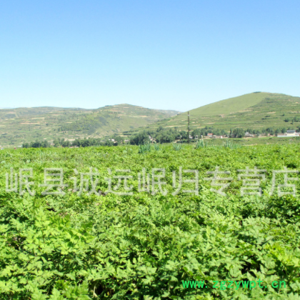 岷县黄芪棒直径0·8-1cm 黄芪条批发原产地供应新鲜黄芪条黄芪茶图3