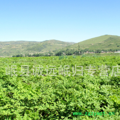 岷县产地供应黄芪特大棒， 直径1·2-1·5cm,品质好，全干图3