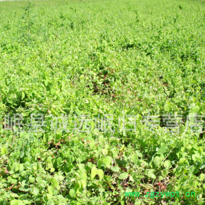 岷县产地供应黄芪特大棒， 直径1·2-1·5cm,品质好，全干图2