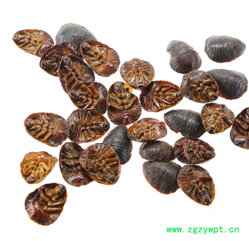 土元 中药材批发 现货批发 土鳖 清水土元 量大从优图3