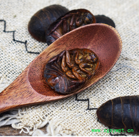 土元 中药材批发 现货批发 土鳖 清水土元 量大从优图2