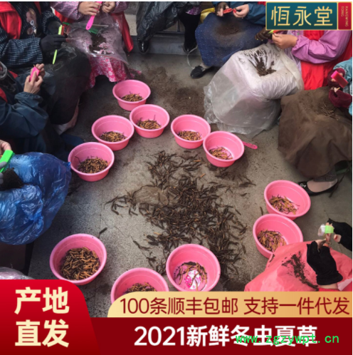 2021年新鲜冬虫夏草上市 西宁果洛新鲜冬虫夏 一件代发 产地直发