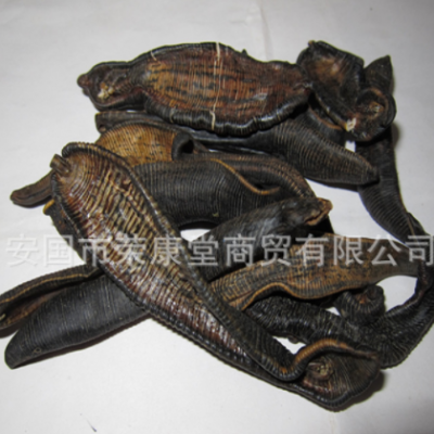 源产地货源清水吊干水蛭现货批发 蚂蝗批发