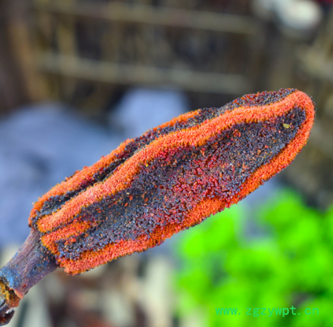 一手货源回春草中药材草苁蓉整颗无碎泡酒料包不老草顶天柱可药检图2