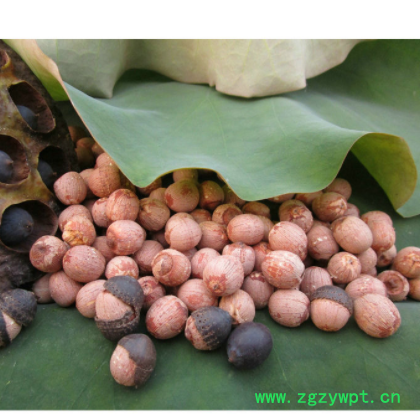 厂家供应 湘潭壳莲红莲子原材料 荷花种子原材料批发图3