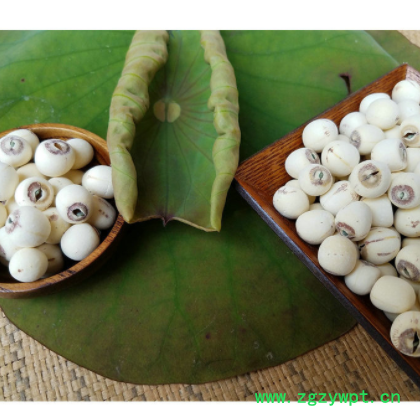 厂家供应 湘潭白莲子 带芯白莲子有心白莲子 散装送礼批发图2