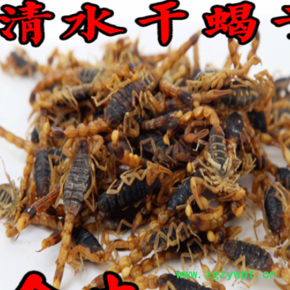 清水蝎子干蝎子蝎子十足全蝎打粉干蝎子蝎子包邮蝎子图2