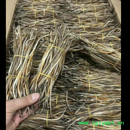 材新货小海龙 海鲜干货 500克包邮图3