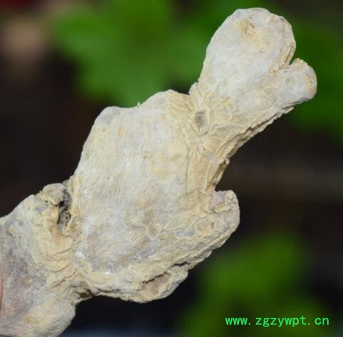 干姜中药材 四川干姜块可代磨干姜粉调味品 现货供应干姜承接大货图2