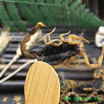 批发 蝎子 沂蒙全蝎零售蝎子干 全蝎全虫粉泡酒原料J图2