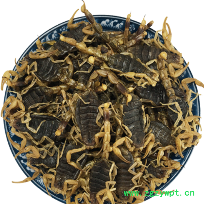 批发 蝎子 沂蒙全蝎零售蝎子干 全蝎全虫粉泡酒原料J图3