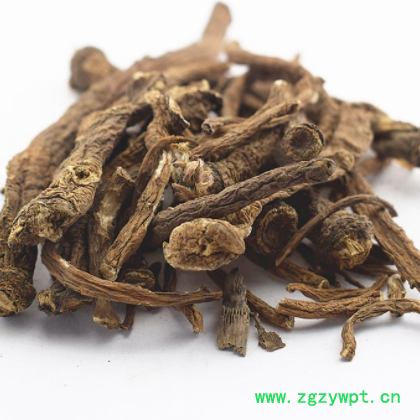 批发 蒲公英根 各种规格 干婆婆丁根 公英根 公映根 浦公英根J图3