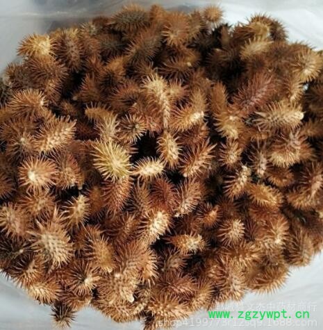 苍耳子新货 精选苍耳子现货批发【文杰中药材】