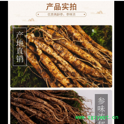 长白山人参 吉林鲜参 园参种 植 产地大鲜参 笨参