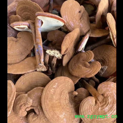长白山灵芝 带粉灵芝赤灵芝 可以免费切片500克图3